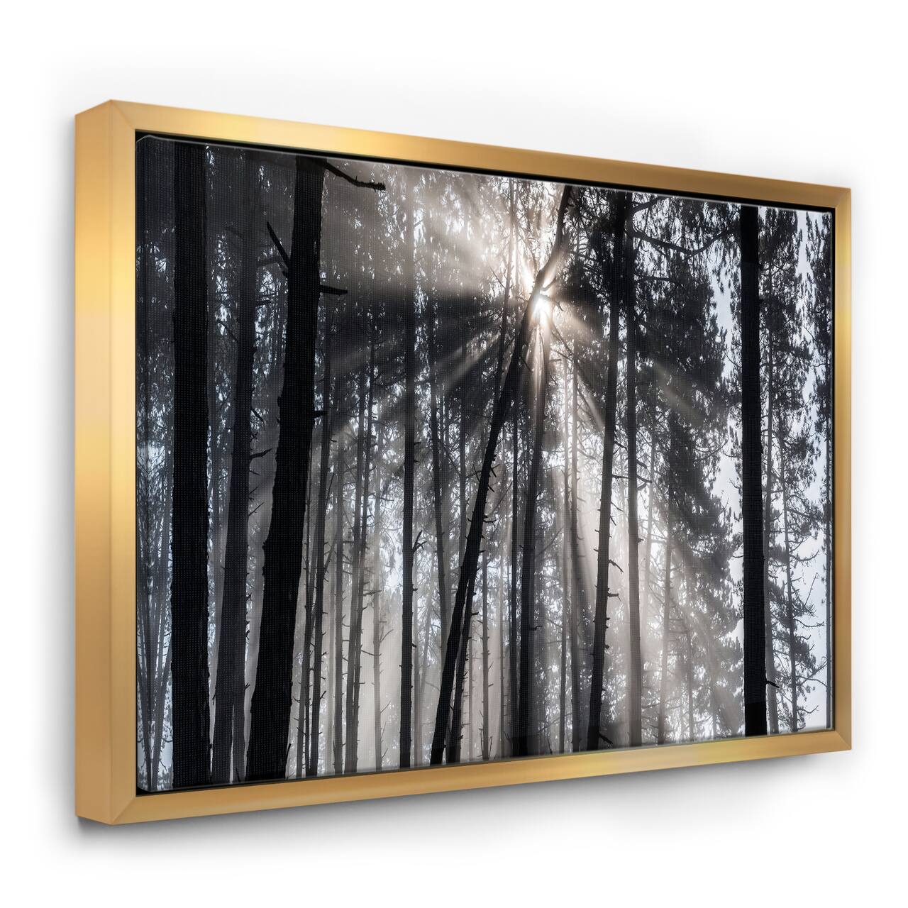 Designart - Sunbeams through Black White Forest - Forest Framed Canvas Wall Art Print